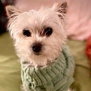 Meet your Posher, Jason